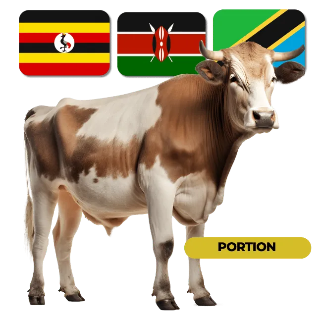 Africa Cattle — 1 Portion (1/7)